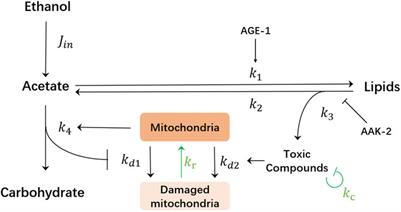 Periodic ethanol supply as a path toward unlimited lifespan of Caenorhabditis elegans dauer larvae